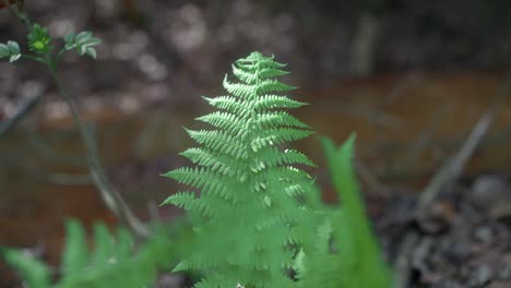 Fern-in-the-forest-on-which-the-spring-sun-rays-shine