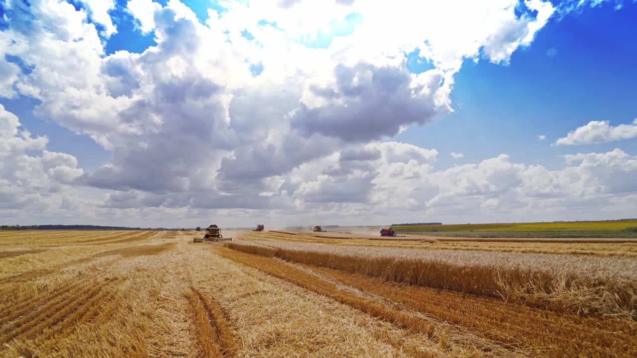 Agricultural works under blue cloudy sky. Machinery gathering ripe crop on the yellow field. Beautiful view on a field and industrial machinery working on it.