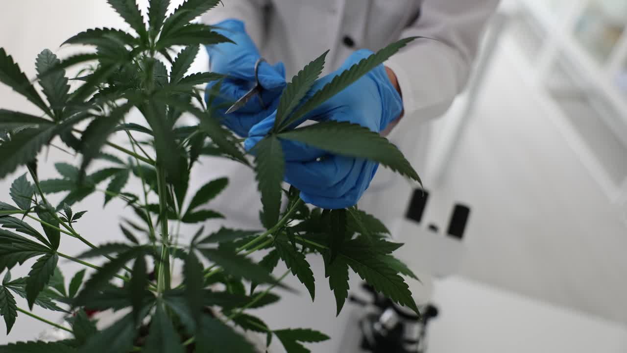 Scientist inspecting a cannabis plant in a laboratory