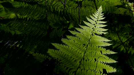 ferns of closeup with dark background.