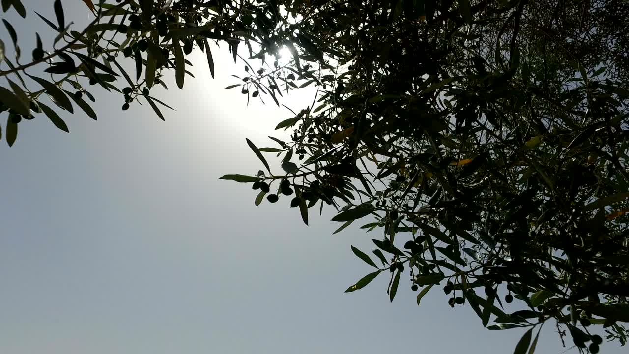 올리브 나무 꼭대기 를 들여다보는 것