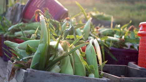 Closeup-of-corn-in-bins-on-tractor-flatbed