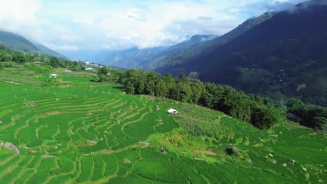drone performs a smooth semi orbit over green terraced rice fields with forest and houses in the highlands of sapa