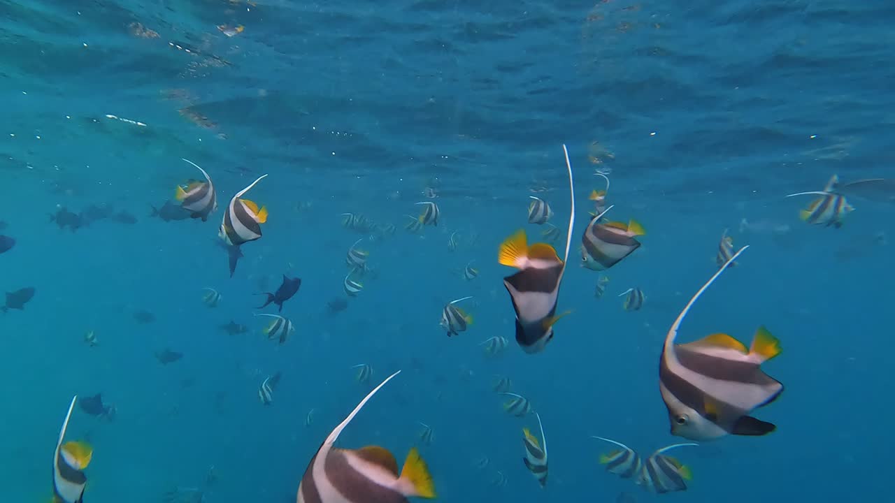 100&rsquo;s of beautifully coloured Schooling Bannerfish viewed up-close whilst snorkelling in crystal clear waters of the Maldives at Malahini Kuda Bandos