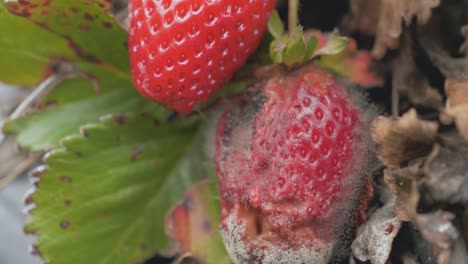 Problemas-De-Plagas-De-Fresas-De-Jardín-Fruta-Podrida-Y-Sana-De-Cerca