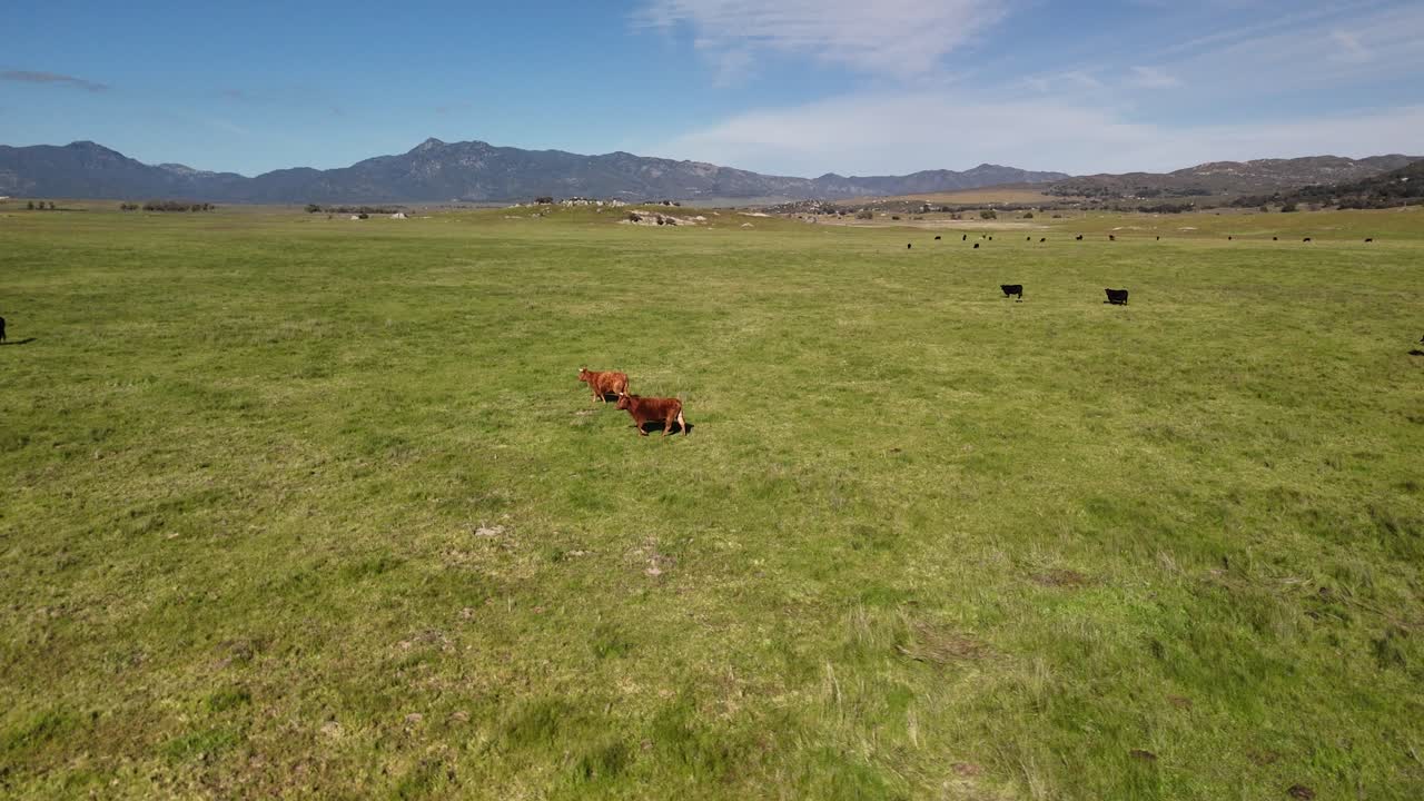 Mucche nel prato vicino al Lago Henshaw, San Diego, California - Ripresa aerea con drone