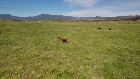 Vacas-En-El-Prado-Cerca-Del-Lago-Henshaw,-San-Diego,-California---Toma-Aérea-De-Un-Drone