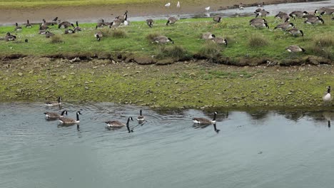 toma estática de impresionantes gansos moviéndose tranquilamente en la reserva natural de cornualles, hayle