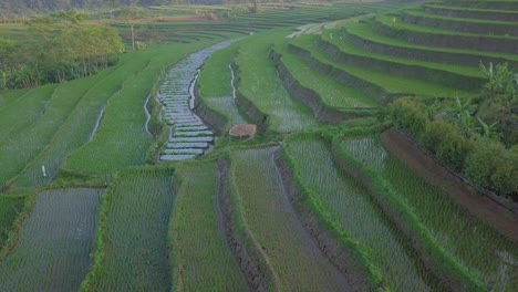 一座小屋在美丽的绿色露台大米田中间,天气稍微雾<unk>