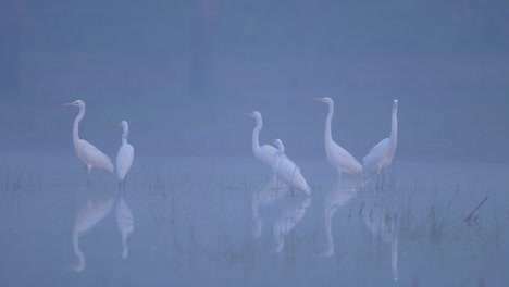 great egrets in morning of winte r