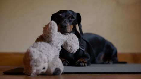 Süßer-Miniatur-Dackel,-Der-Einschläft,-Während-Sein-Kinn-Auf-Dem-Teddybär-Liegt