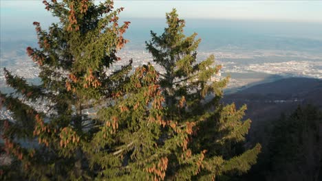 Flying-over-pine-forest-on-an-overcast-day-revealing-valley-with-small-city-Maribor