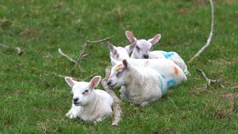 four lambs sleeping in a grass field on a farm beside a tree branch, long clip