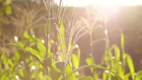 Weizenplantage-Im-Abendlicht