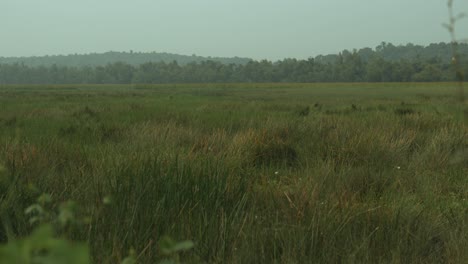 still shot of grassy fields, expansive wetland grasses, overcast day