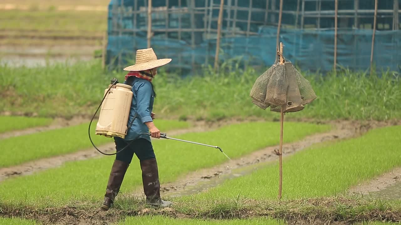 Premium stock video - Farmer spraying liquid fertilizer on the rice field