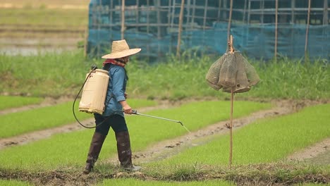 farmer spraying liquid fertilizer on the rice field