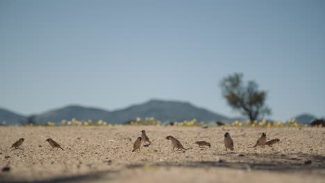 slow motion shot of birds hoping on gravel as a bird flies through the frame in africa.