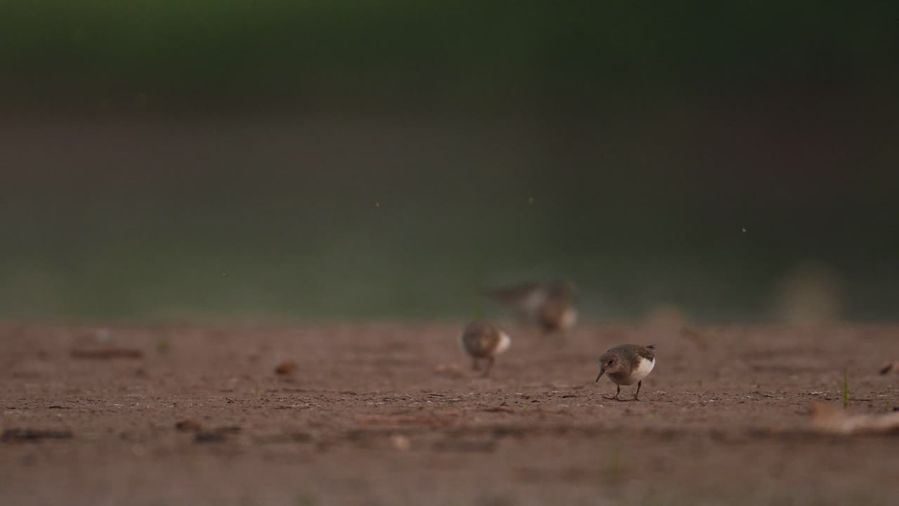 Temminck's stint feeding on Riverbank in cloudy day