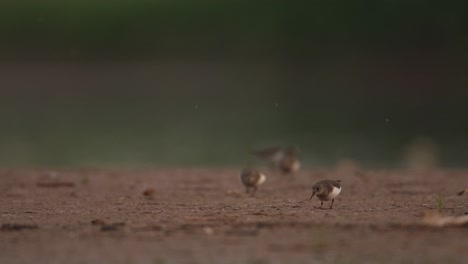 temminck's stint feeding on riverbank in cloudy day
