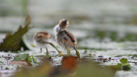 Küken-Von-Fasanenschwanzhühnern-–-Nahaufnahme-Am-Morgen-Auf-Einem-Schwimmenden-Seerosenblatt