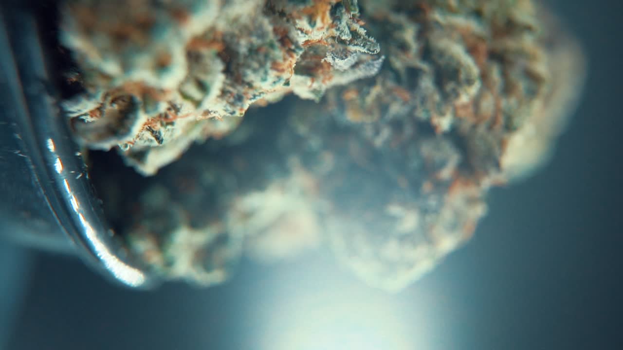 A vertical macro cinematic detailed shot of a cannabis plant, hybrid orange strains, green leaf Indica ,marijuana flower, on a 360 rotating stand, Full HD, super slow motion, 120 fps, studio lighting