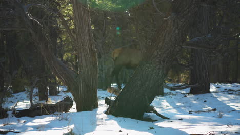 wild elk walking along snow covered ground behind trees at mather campground