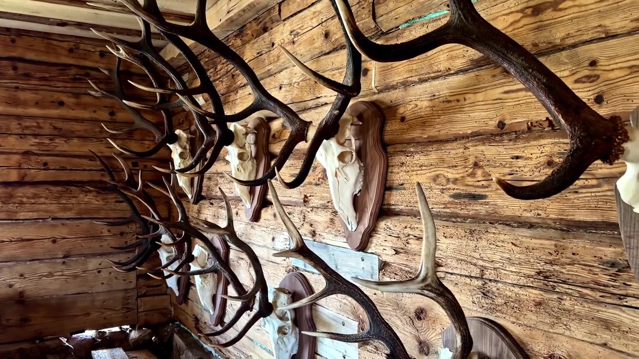 Impressive collection of big hunting trophies mounted on the wall of a rustic wooden cabin