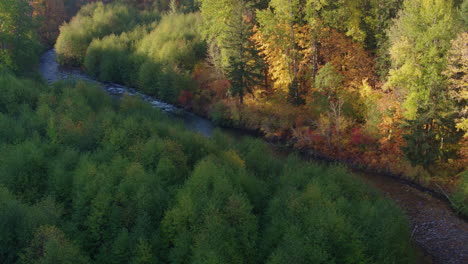 Luftaufnahme-über-Einem-Kleinen-Bach-Auf-Baumwipfelhöhe-Bei-Sonnenaufgang-Mit-Vielen-Bäumen,-Die-Beginnen,-Herbstfarben-Zu-Zeigen-–-Teil-3