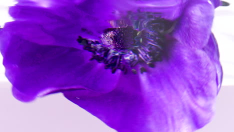 purple anemones underwater