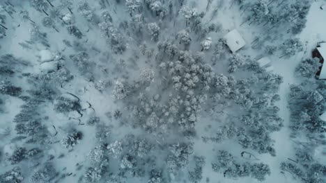 snow-covered treetops and cabin's roof at inari forest at national park in northern finnish lapland, finland