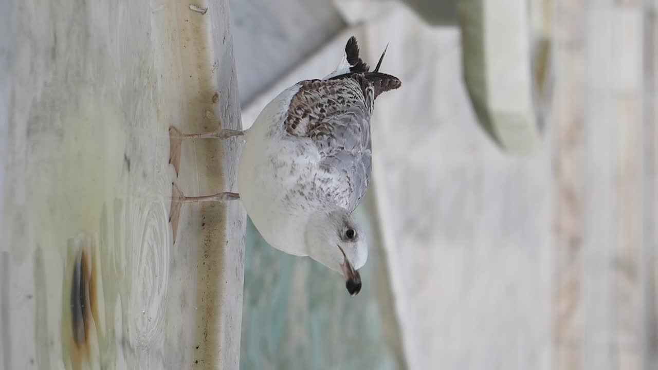 Seagull drinking water