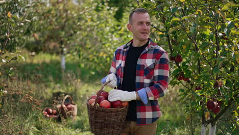 gardener in checkered shirt with a basket of apples standing at the little tree. man picks apples from tree enjoying the process and his crop. apple orchard at backdrop.