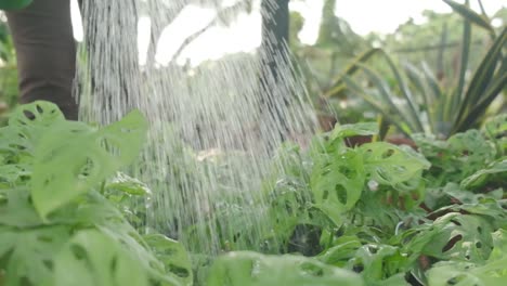 watering sprinkle on plants slow motion