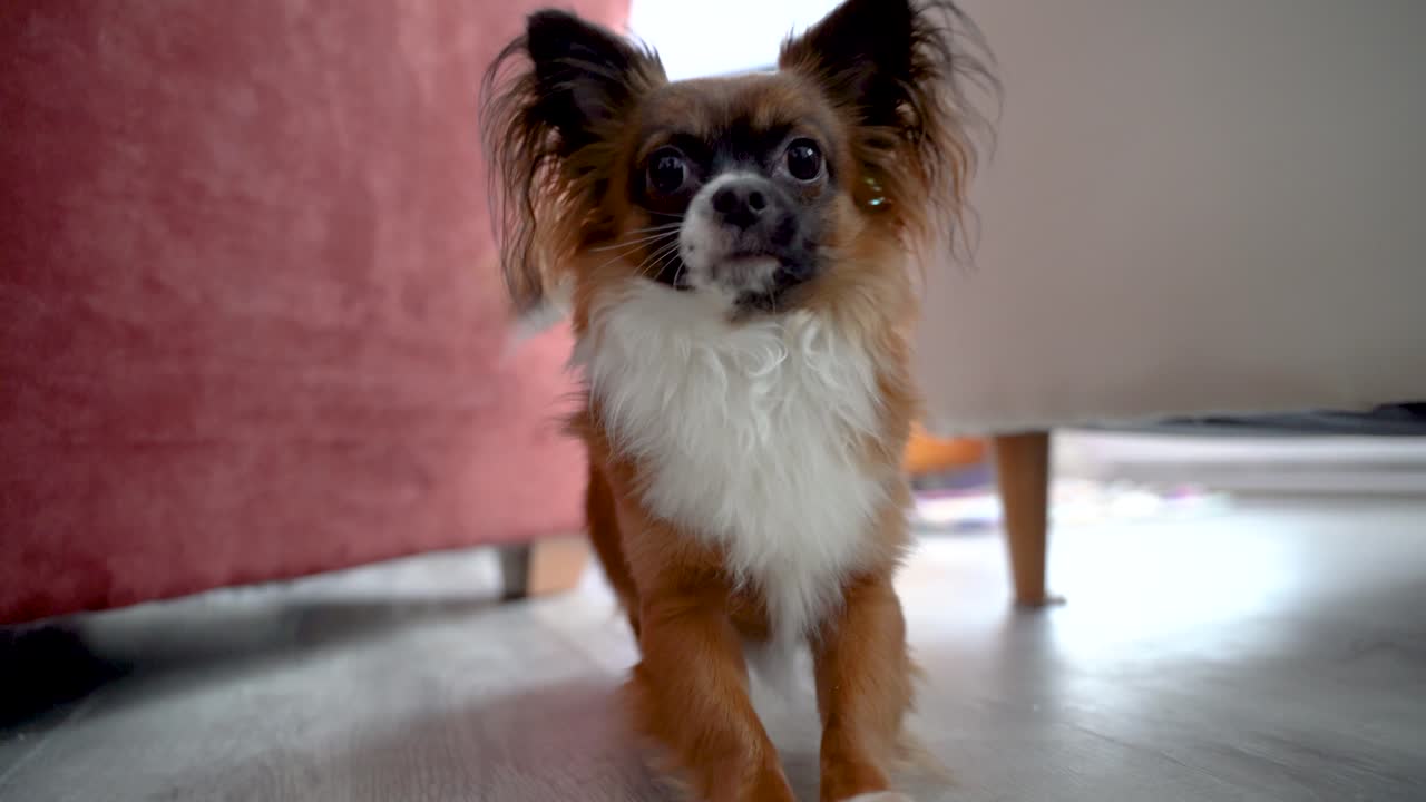Cute little puppy going crazy and running around.