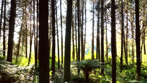 drone moving in new zealand pine forest - mature trees - steadily moving