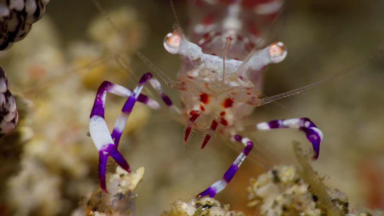 웅장한 아네모네 새우의 클로즈업, 아닐라오, 필리핀 3 3 60fps