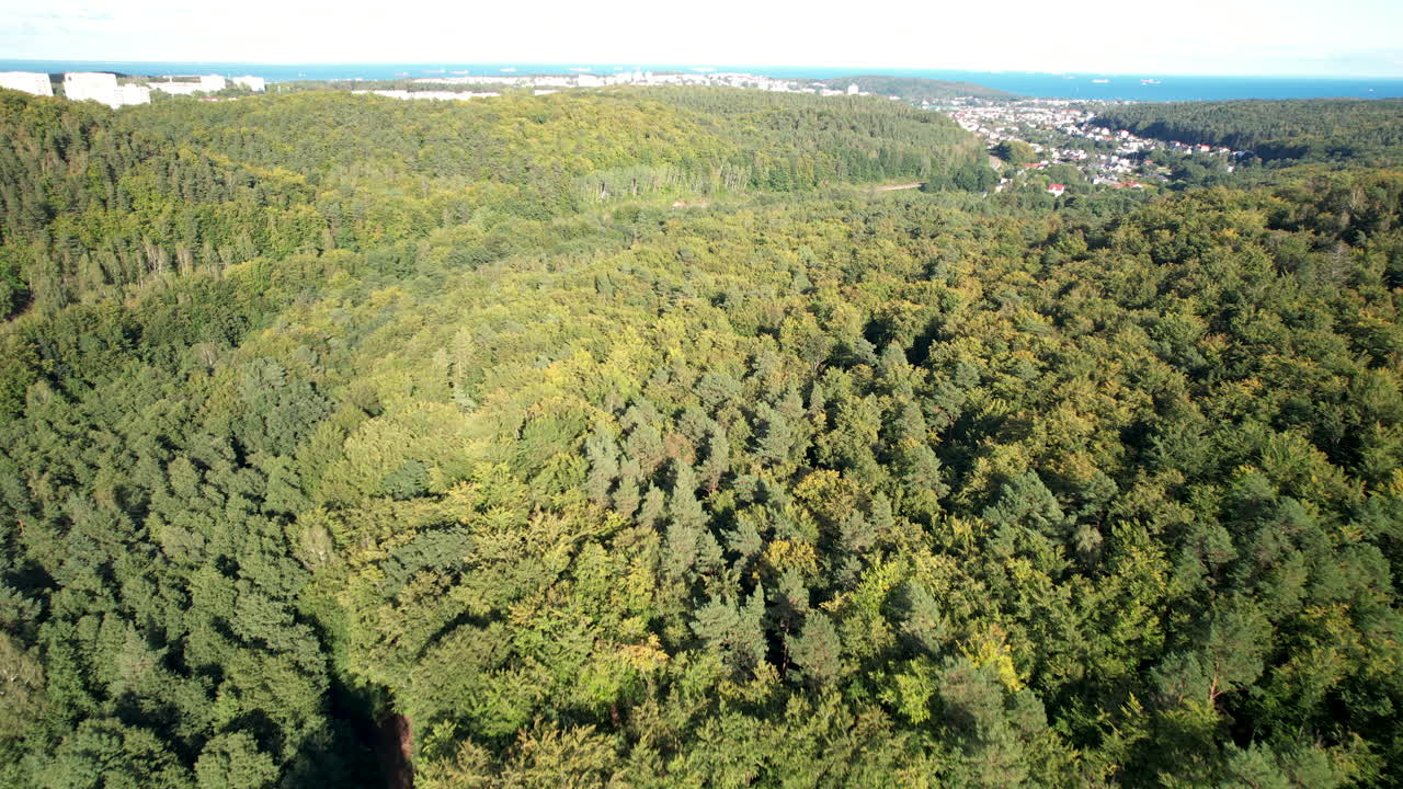 vista aérea de bosques de pinos verdes cerca de gdynia witomino, polonia
