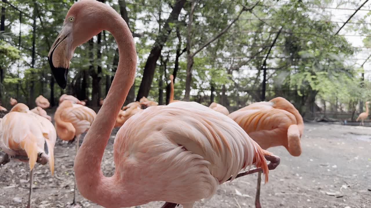 the group of American Flamingo birds