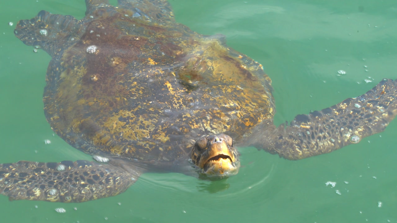 Sea turtle surfacing and looking toward camera to breathe Piura Peru, close up