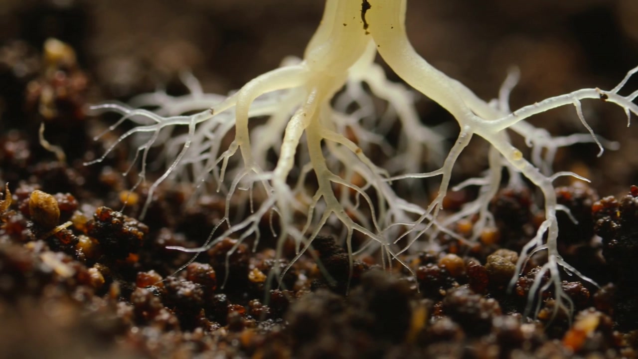 Growing pale seedling roots spreading into dark potting mix during germination forming root hairs