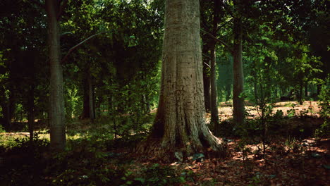 Temprano-En-La-Mañana-Con-Amanecer-En-El-Bosque