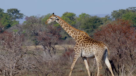 giraffe walking on the savanna while eating, in the kruger national park, in south africa