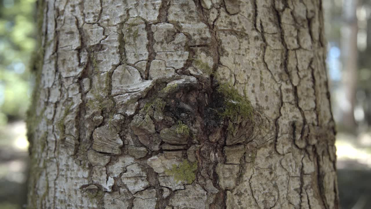 tronco de árbol de un bosque de abetos