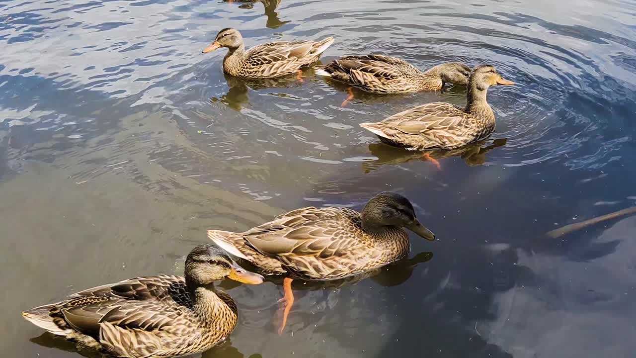 Nidiata di giovani germani reali nell'acqua dello stagno in una giornata di sole.