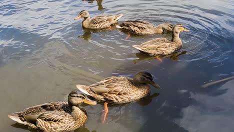 Brood-Of-Juvenile-Mallard-Ducks-In-Pond-Water-On-A-Sunny-Day