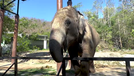 elefante interactuando con los visitantes en el zoológico