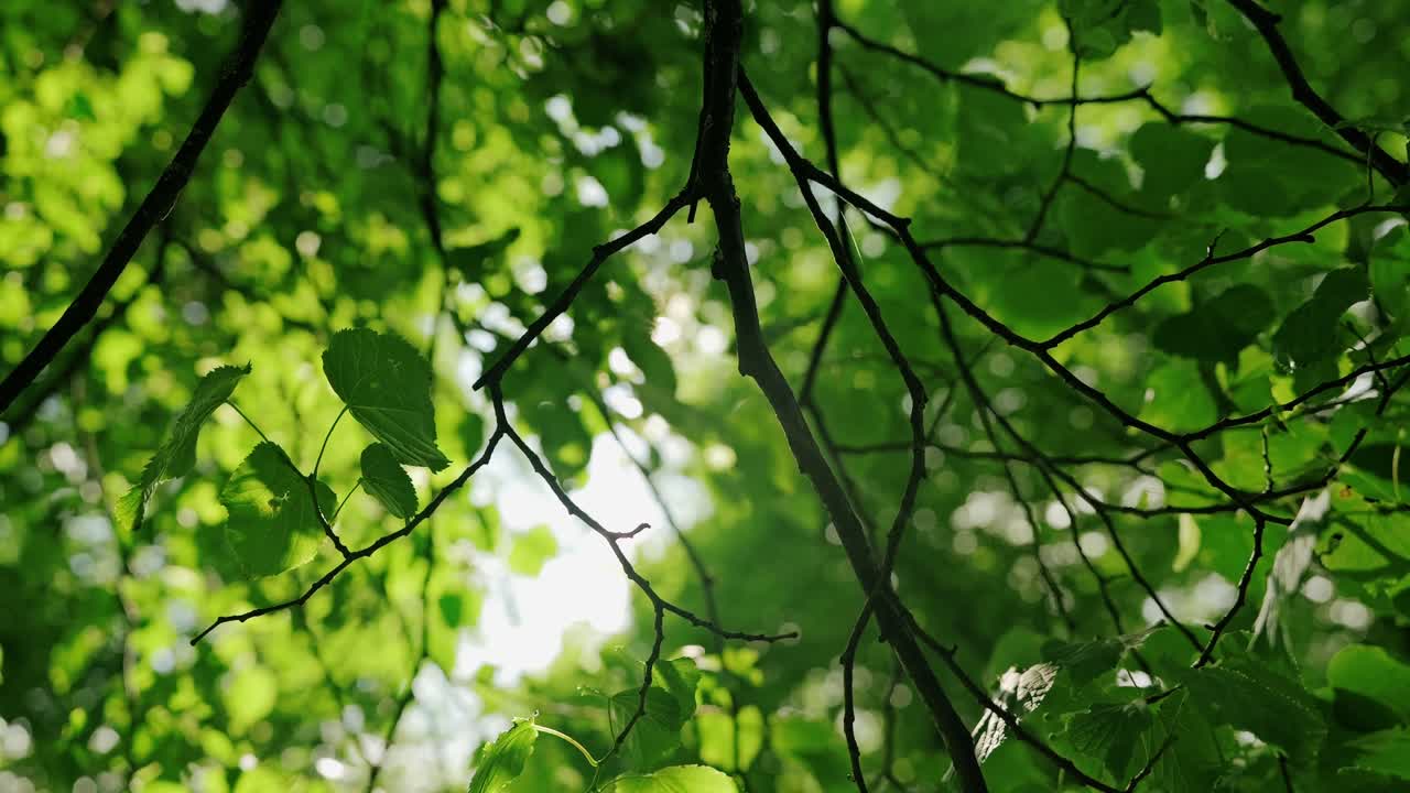 木漏れ日の穏やかなスローモーション映像