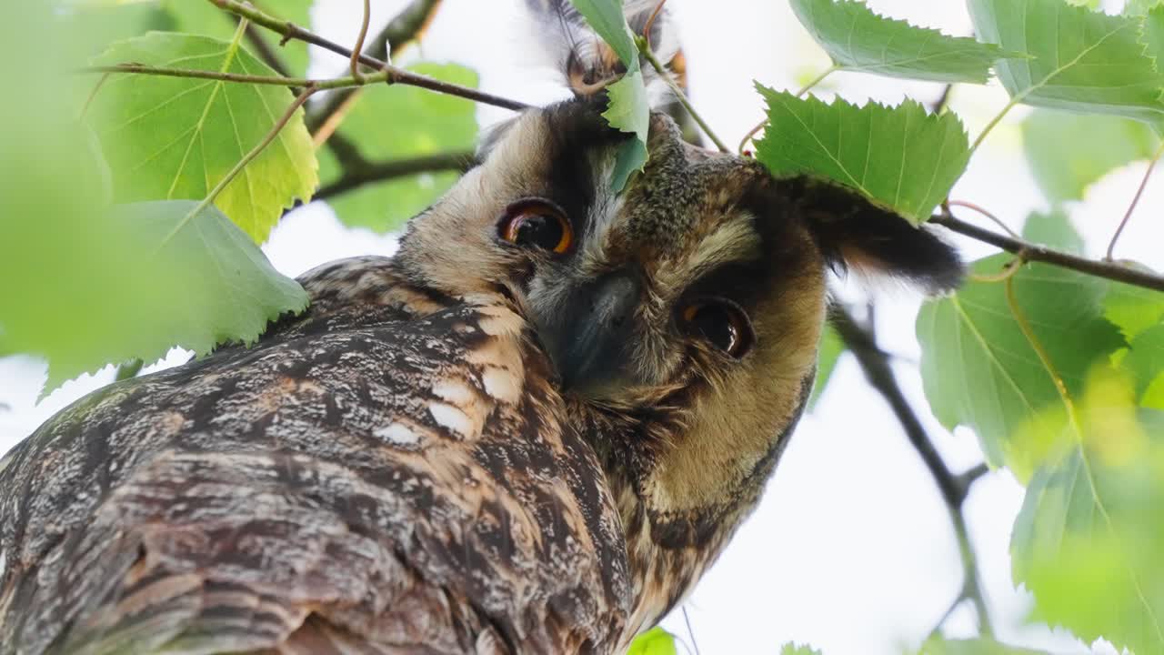 búho de orejas largas posado en una rama mirando fijamente a la cámara y parpadeando