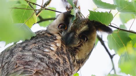 long eared owl perched on branch looking intently at camera and blinking